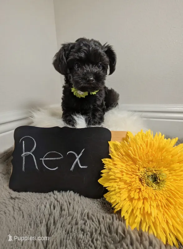 Rex  – Yorkipoo puppy for sale in Ocala, FL