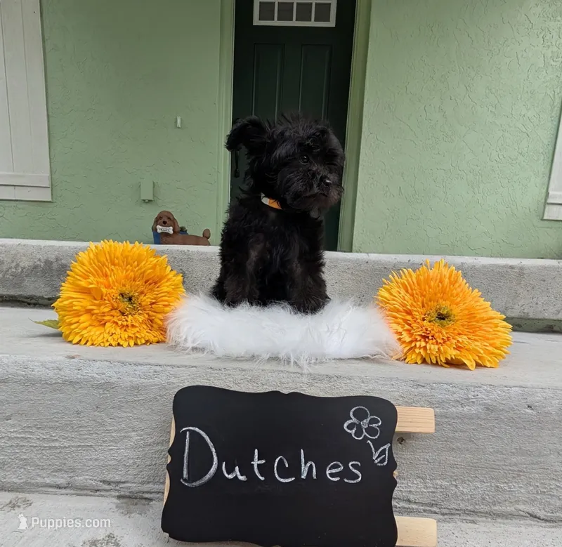 Dutches – Yorkipoo puppy for sale in Ocala, FL