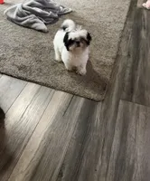 Shih TZU - BOY- ready for New home , a male Shih Tzu for sale in Moultrie, GA – 2 of 4