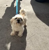 Molly 7 years old, a female Shih Tzu for sale in Moultrie, GA – 3 of 3