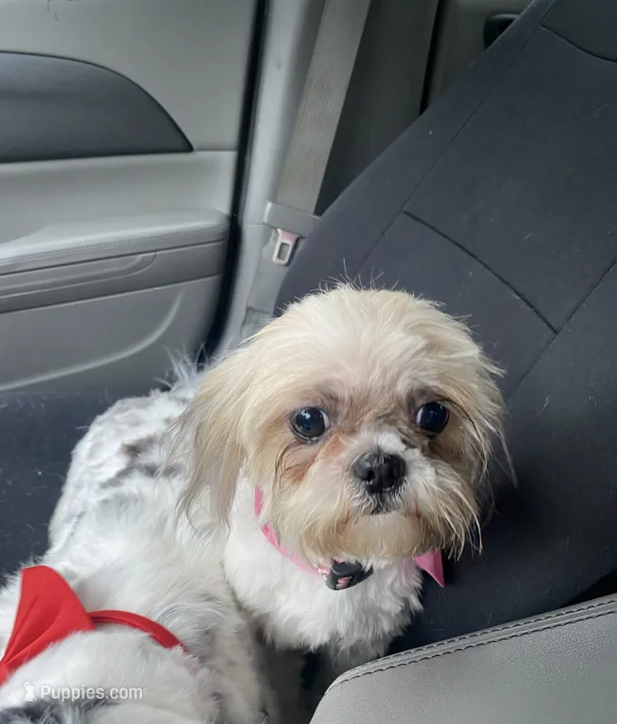 Molly 7 years old – Shih Tzu puppy for sale in Moultrie, GA