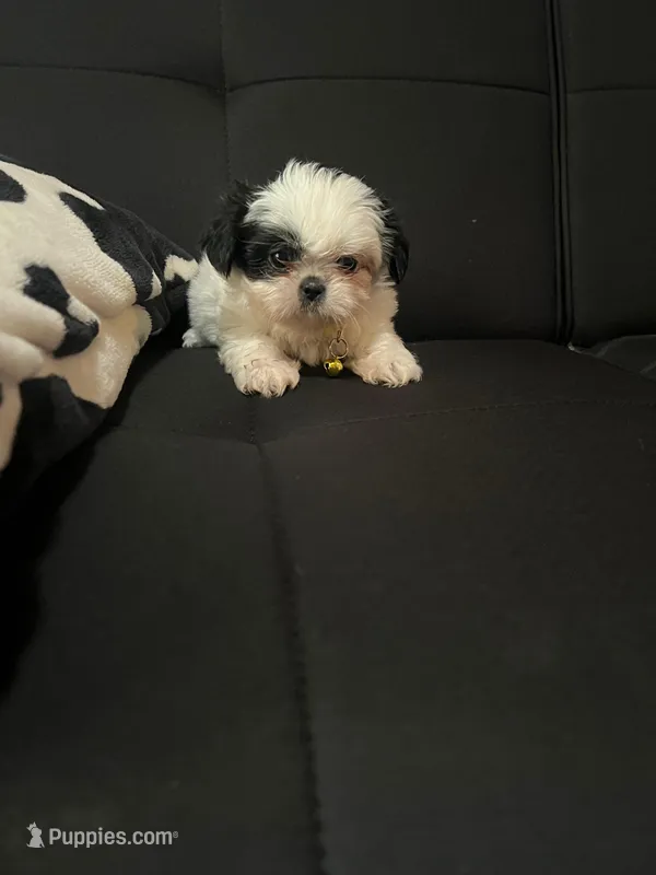 Eli – Shih Tzu puppy for sale in Moultrie, GA