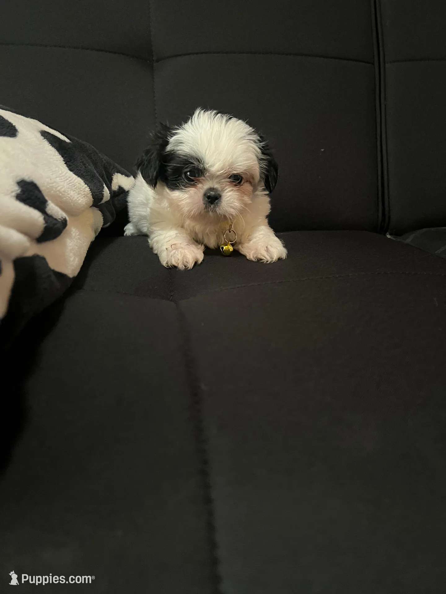 Eli, a male Shih Tzu for sale in Moultrie, GA – Photo 1 of 4