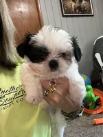 Eli, a male Shih Tzu for sale in Moultrie, GA – Photo 3 of 4