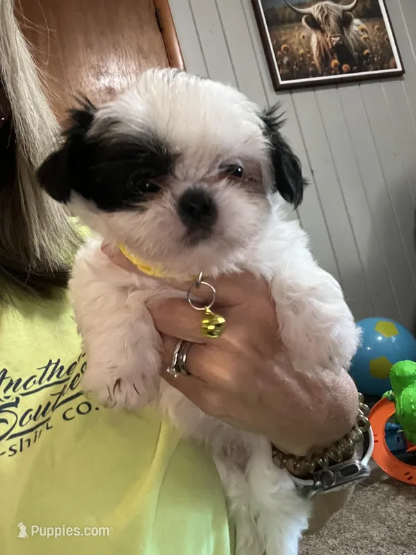 Eli – Shih Tzu puppy for sale in Moultrie, GA