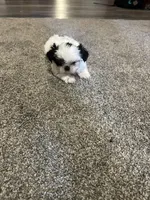 Eli, a male Shih Tzu for sale in Moultrie, GA – Photo 4 of 4