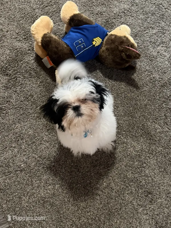Shih TZU - BOY- ready for New home  – Shih Tzu puppy for sale in Moultrie, GA