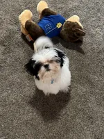 Shih TZU - BOY- ready for New home , a male Shih Tzu for sale in Moultrie, GA – 1 of 4