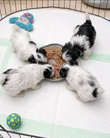 Benny - Ready for New Home , a male Shih Tzu for sale in Moultrie, GA – 5 of 9