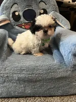 Benny , a male Shih Tzu for sale in Moultrie, GA – Photo 4 of 6