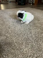 Benny , a male Shih Tzu for sale in Moultrie, GA – Photo 3 of 6