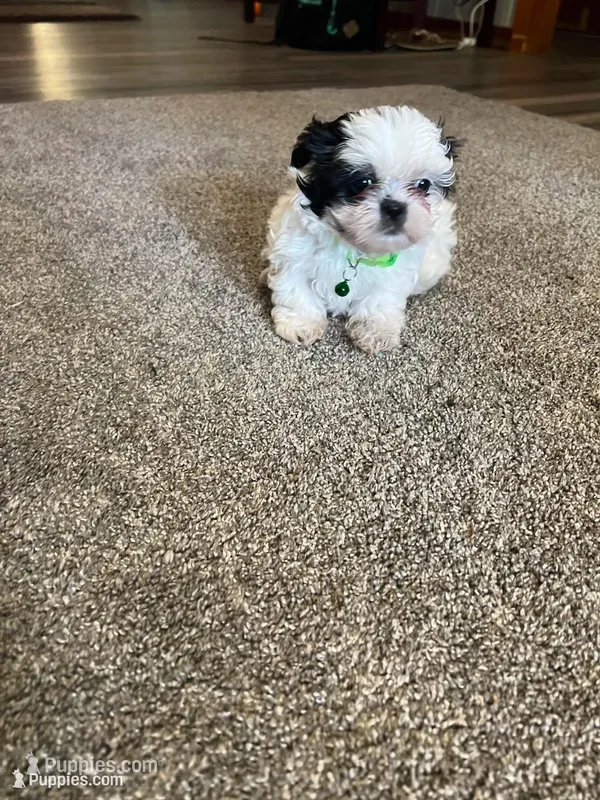 Benny  – Shih Tzu puppy for sale in Moultrie, GA