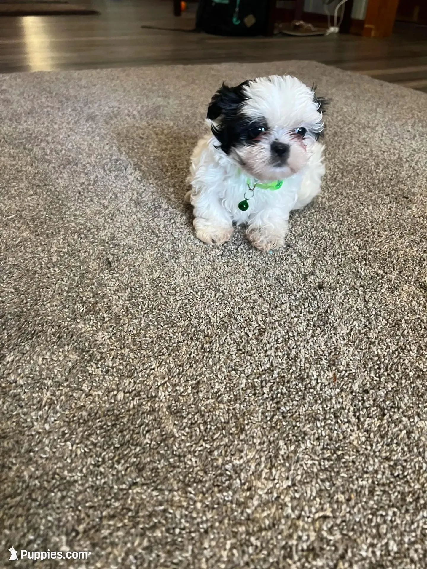Benny , a male Shih Tzu for sale in Moultrie, GA – Photo 1 of 6