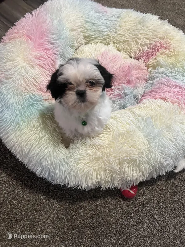 Benny  – Shih Tzu puppy for sale in Moultrie, GA