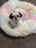 Benny - Ready for New Home , a male Shih Tzu for sale in Moultrie, GA – 3 of 9