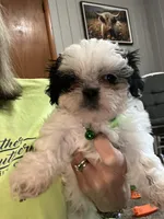 Benny , a male Shih Tzu for sale in Moultrie, GA – Photo 6 of 6