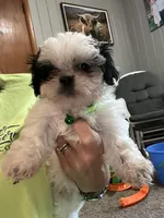 Benny , a male Shih Tzu for sale in Moultrie, GA – Photo 5 of 6