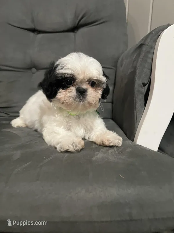 Benny  – Shih Tzu puppy for sale in Moultrie, GA