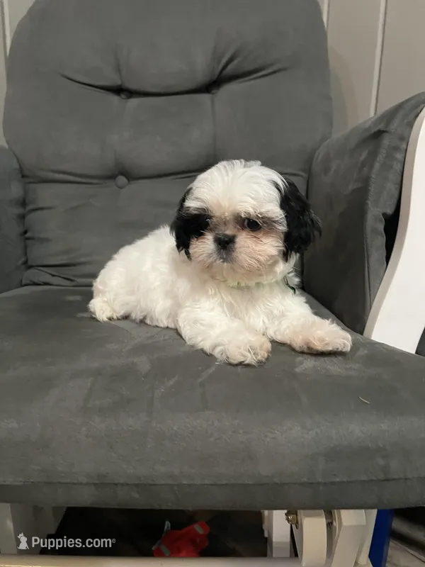 Benny - Ready for New Home  – Shih Tzu puppy for sale in Moultrie, GA