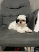 Benny - Ready for New Home , a male Shih Tzu for sale in Moultrie, GA – 1 of 9