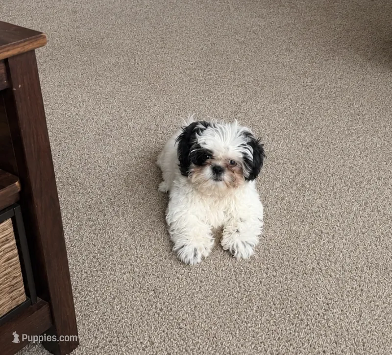 Shih Tzu Boy pup – Shih Tzu puppy for sale in Moultrie, GA