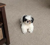 Shih Tzu Boy pup, a male Shih Tzu for sale in Moultrie, GA – 1 of 1