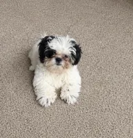Shih TZU - BOY- ready for New home , a male Shih Tzu for sale in Moultrie, GA – 3 of 4