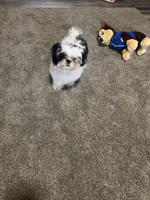 Shih TZU - BOY- ready for New home , a male Shih Tzu for sale in Moultrie, GA – 4 of 4