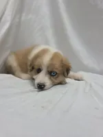 Purple, a female Australian Shepherd and Great Pyrenees for sale in Greenville, SC – 6 of 8