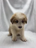 Red, a female Australian Shepherd and Great Pyrenees for sale in Greenville, SC – 1 of 9