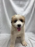 Orange, a male Australian Shepherd and Great Pyrenees for sale in Greenville, SC – 4 of 8