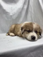 Blue, a male Australian Shepherd and Great Pyrenees for sale in Greenville, SC – 2 of 10