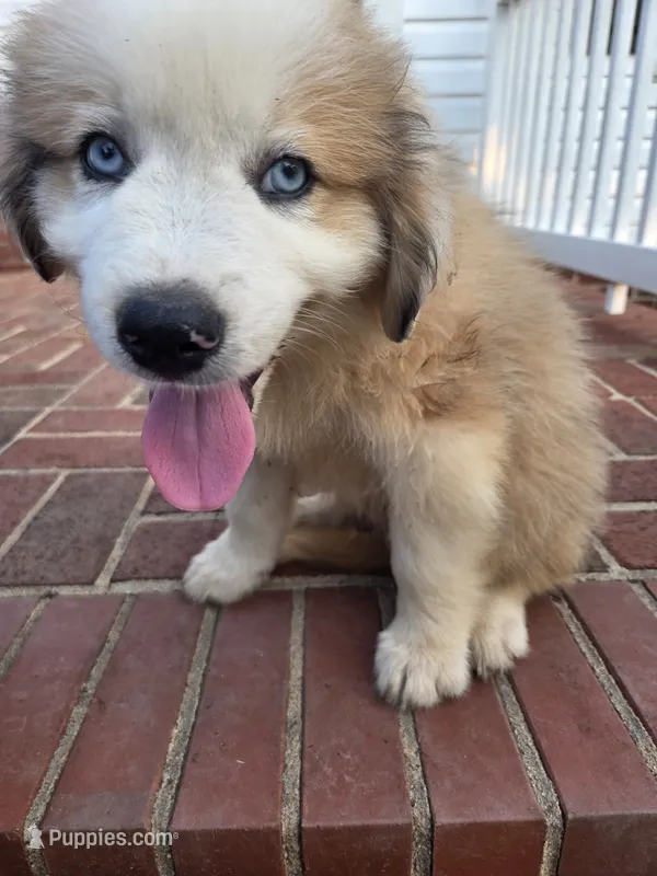 Rocky – Australian Shepherd, Great Pyrenees puppy for sale in Greenville, SC