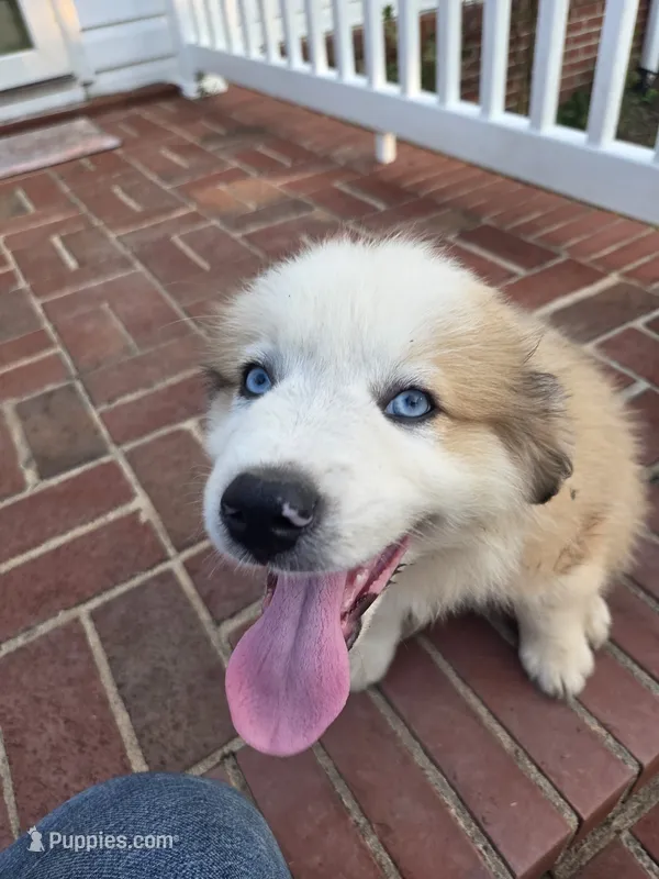 Rocky – Australian Shepherd, Great Pyrenees puppy for sale in Greenville, SC