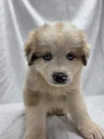 Teal, a male Australian Shepherd and Great Pyrenees for sale in Greenville, SC – 5 of 9