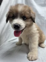 Blue, a male Australian Shepherd and Great Pyrenees for sale in Greenville, SC – 3 of 10