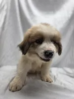 Gray, a male Australian Shepherd and Great Pyrenees for sale in Greenville, SC – 4 of 7