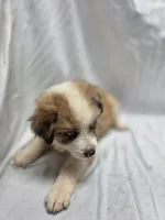 Green, a male Australian Shepherd and Great Pyrenees for sale in Greenville, SC – 8 of 10