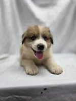 Blue, a male Australian Shepherd and Great Pyrenees for sale in Greenville, SC – 8 of 10