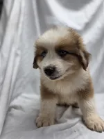 Yellow, a male Australian Shepherd and Great Pyrenees for sale in Greenville, SC – 8 of 9