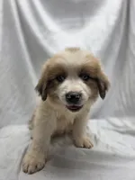Gray, a male Australian Shepherd and Great Pyrenees for sale in Greenville, SC – 3 of 7