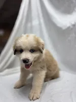 Teal, a male Australian Shepherd and Great Pyrenees for sale in Greenville, SC – 6 of 9