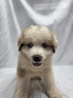 Teal, a male Australian Shepherd and Great Pyrenees for sale in Greenville, SC – 2 of 9