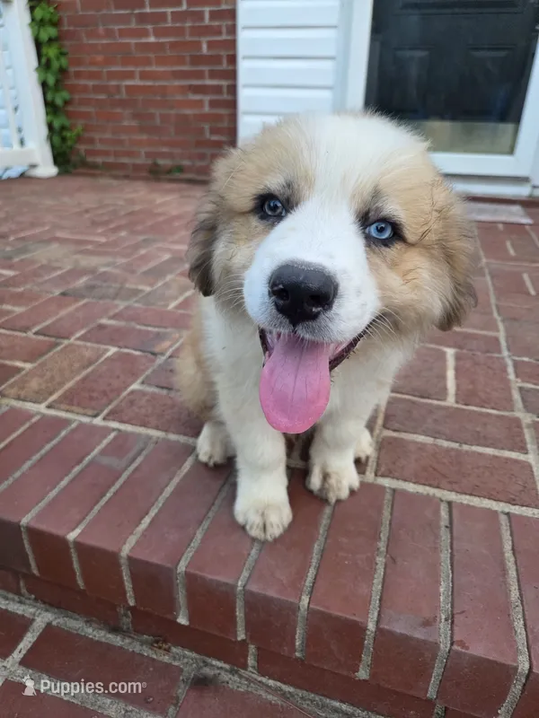 Luna – Australian Shepherd, Great Pyrenees puppy for sale in Greenville, SC