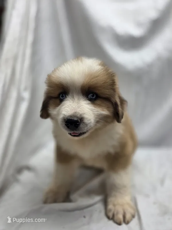 Yellow – Australian Shepherd, Great Pyrenees puppy for sale in Greenville, SC