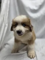 Yellow, a male Australian Shepherd and Great Pyrenees for sale in Greenville, SC – 1 of 9