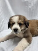 Pink, a female Australian Shepherd and Great Pyrenees for sale in Greenville, SC – 7 of 9
