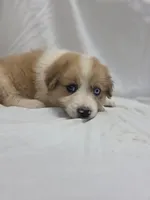 Purple, a female Australian Shepherd and Great Pyrenees for sale in Greenville, SC – 4 of 8