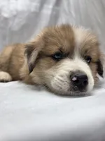 Blue, a male Australian Shepherd and Great Pyrenees for sale in Greenville, SC – 9 of 10
