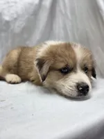 Blue, a male Australian Shepherd and Great Pyrenees for sale in Greenville, SC – 6 of 10